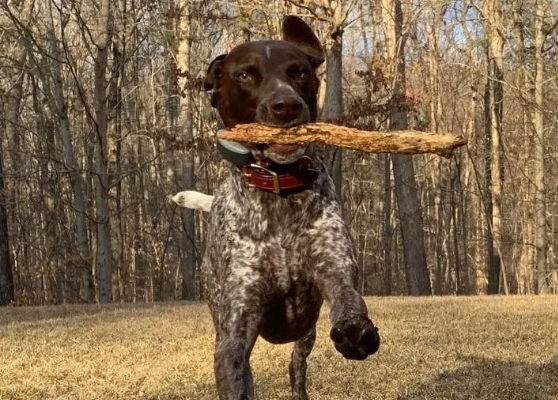 Dog Running