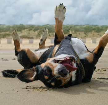 Dog at beach
