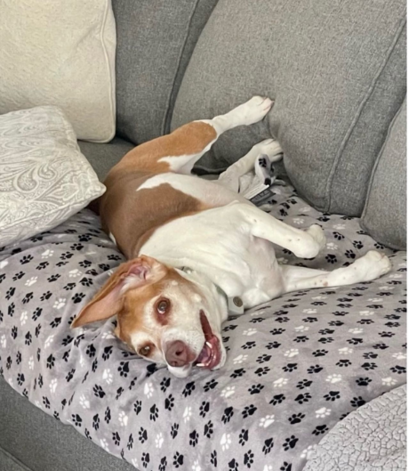 Dog on Sofa
