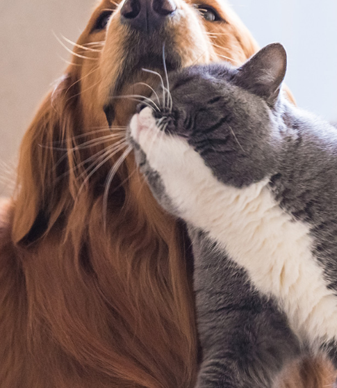 Dog with Cat